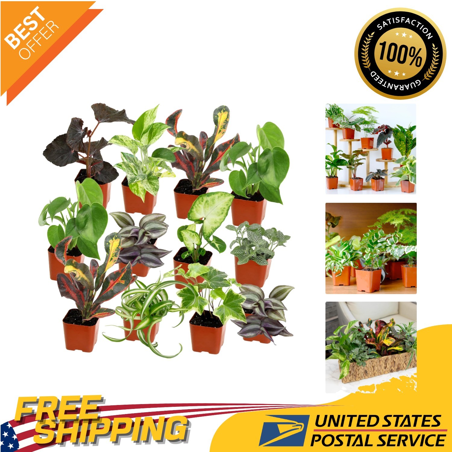 Diverse 12-Pack of Easy-to-Grow Plants with Containers – Enhance Your Space